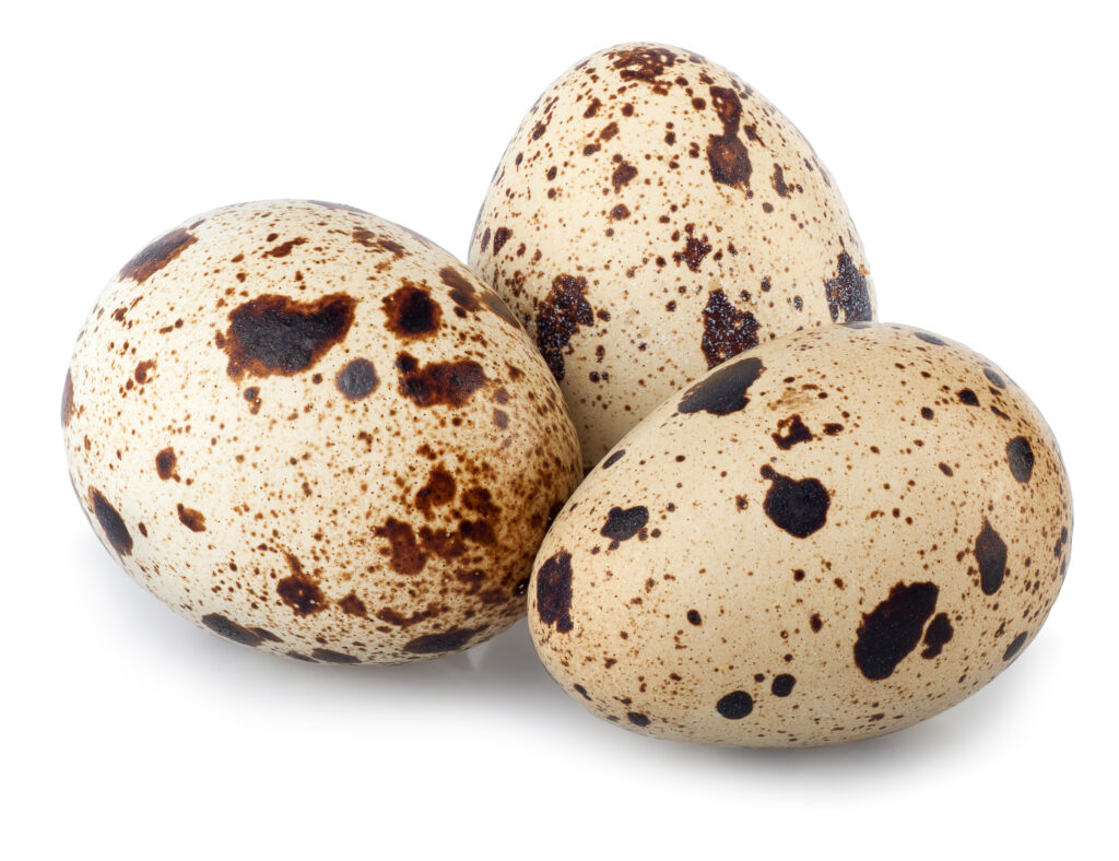 group of spotted quail eggs isolate