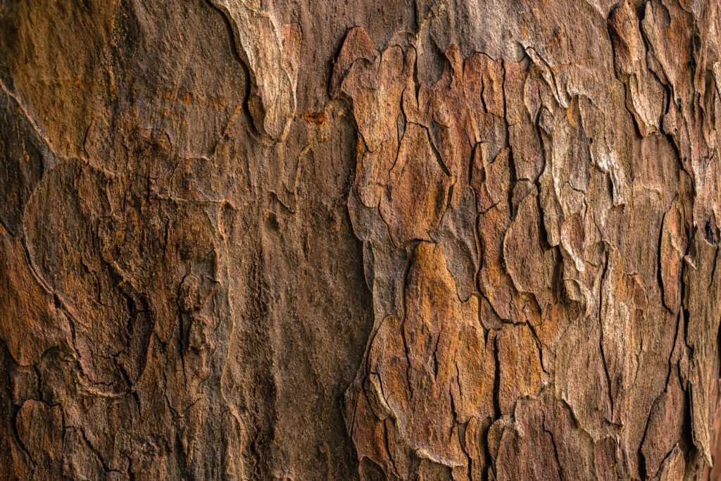 rough bark texture