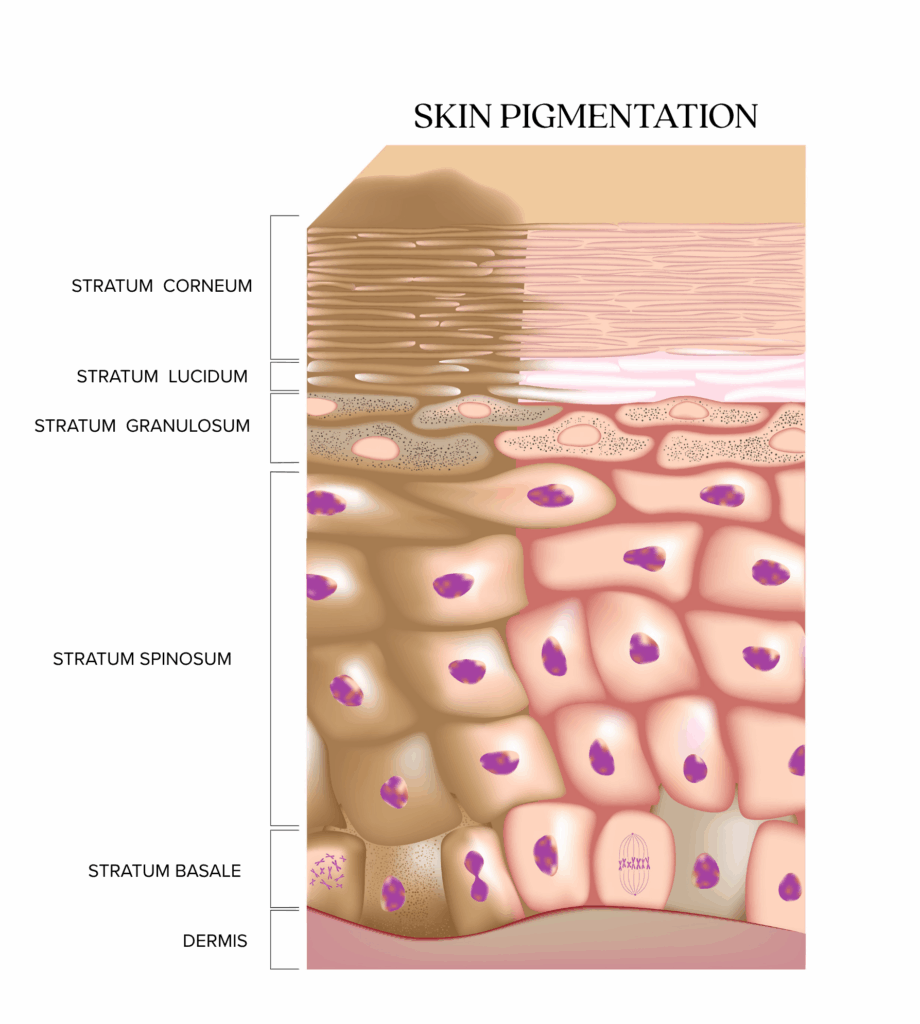 Illustration of skin pigmentation showing epidermal layers and melanin distribution from the stratum basale to the stratum corneum.